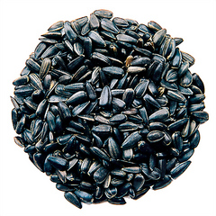 black sunflower seed
